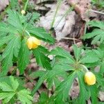 Anemone ranunculoides Blomst