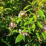 Luculia gratissima Folla