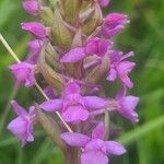 Gymnadenia borealis Flor
