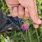 Centaurea jaceaFlower