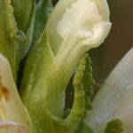 Pedicularis crenulata Flower
