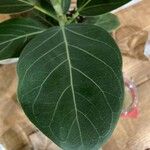 Ficus benghalensis Blatt