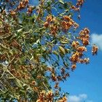 Erythrina fusca Агульны выгляд