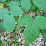 Rubus nigricans 其他