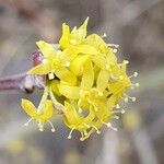 Cornus masΛουλούδι