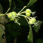 Cleidion castaneifolium Fruit