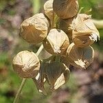 Allium siculum Fruct