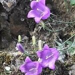 Campanula carnica Virág