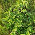 Hibiscus flavifolius Habit