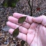 Vaccinium arboreum Folha