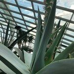 Agave guiengola Hábito