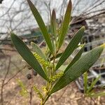 Acacia longifoliaΦύλλο