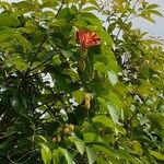 Passiflora vitifolia പുഷ്പം