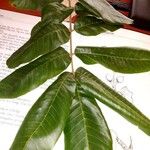 Trichilia dregeana Leaf
