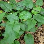 Pulmonaria obscura Hoja