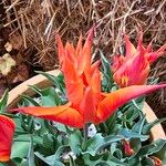 Tulipa greigii Blüte