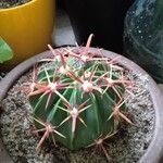 Ferocactus latispinus Лист