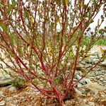 Chenopodium chenopodioides عادت