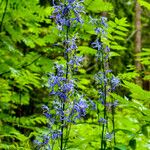 Campanula trichocalycina Цветок