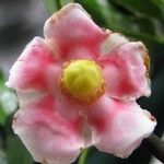 Clusia valerii Flower