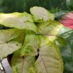 Caladium bicolor 葉