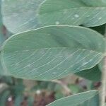 Combretum apiculatum Leaf