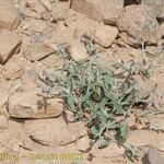 Trichodesma africanum Hábito