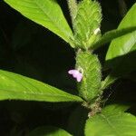 Justicia refractifolia Hoja