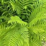 Athyrium distentifolium Habitus