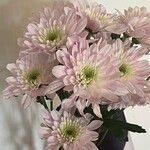 Chrysanthemum × morifoliumFlower