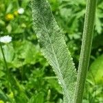Tephroseris longifolia Leaf