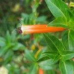 Cuphea ignea Blüte