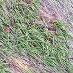 Agrostis stolonifera Leaf