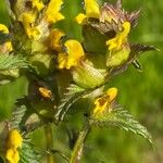 Rhinanthus minorFlower