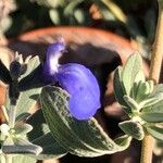 Salvia chamaedryoides Flor