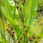 Juncus microcephalus Λουλούδι