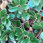 Arctostaphylos uva-ursi Leaf