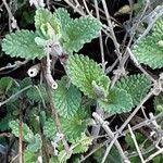 Nepeta × faassenii Frunză