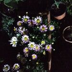 Argyranthemum frutescensFlower