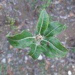 Quercus ilex Blatt