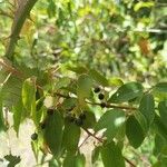 Aristotelia chilensis Fruchs
