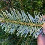 Abies fraseri Delienn
