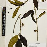 Henriettea martiusii Plod