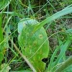 Arnica montana Leaf