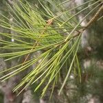 Pinus bungeana Leaf