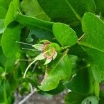 Sonneratia alba Flower