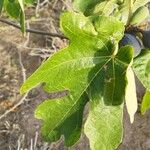 Ficus caricaDeilen