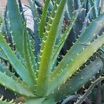 Aloe × spinosissima Hoja