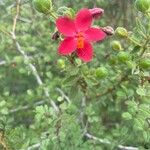 Hibiscus aponeurus Blüte