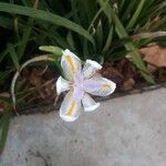 Dietes grandiflora Flower